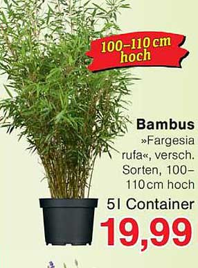 Bambus »Fargesia rufa«, versch. Sorten, 100–110cm hoch, 5l Container