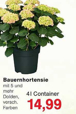 Bauernhortensie