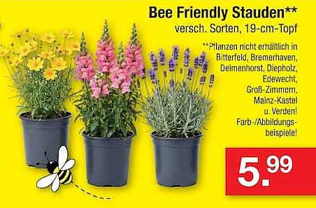 Bee Friendly Stauden**
