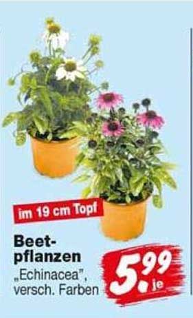 Beet-pflanzen „Echinacea“, versch. Farben