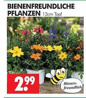 BIENENFREUNDLICHE PFLANZEN 13cm Topf
