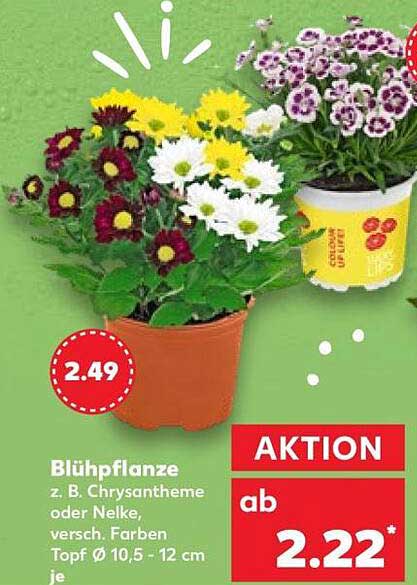 Blühpflanze z. B. Chrysantheme oder Nelke, versch. Farben Topf Ø 10,5 - 12 cm je