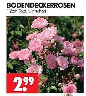 BODENDECKERROSEN