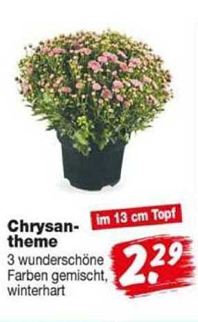 Chrysantheme 3 wunderschöne Farben gemischt, winterhart im 13 cm Topf