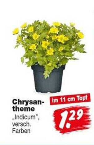 Chrysantheme „Indicum“, versch. Farben