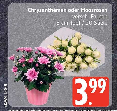 Chrysanthemen oder Moosrosen