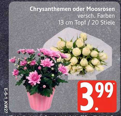 Chrysanthemen oder Moosrosen versch. Farben 13 cm Topf / 20 Stiele