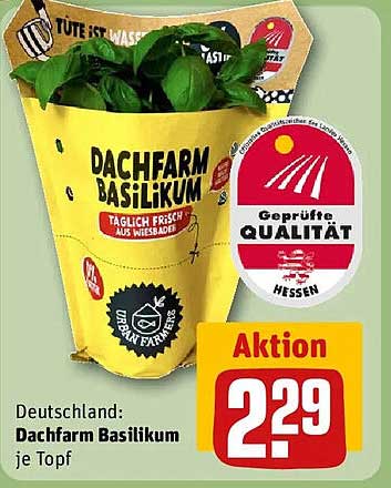 Dachfarm Basilikum je Topf