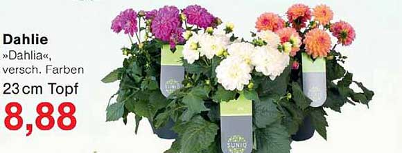 Dahlie »Dahlia«, versch. Farben 23 cm Topf