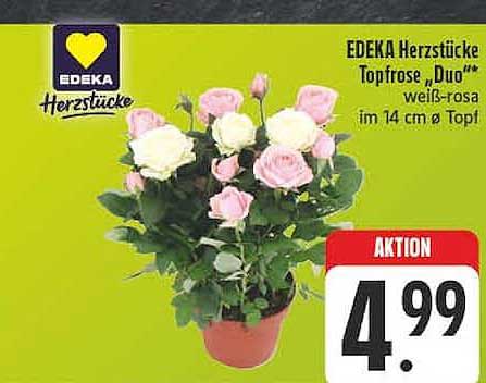 EDEKA Herzstücke Topfrose „Duo“ weiß-rosa im 14 cm ø Topf