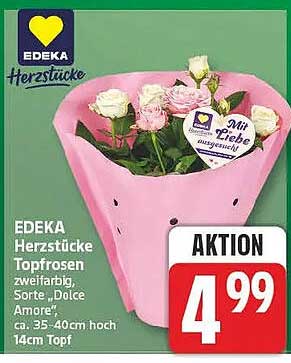EDEKA Herzstücke Topfrosen zweifarbig, Sorte „Dolce Amore“, ca. 35–40cm hoch, 14cm Topf