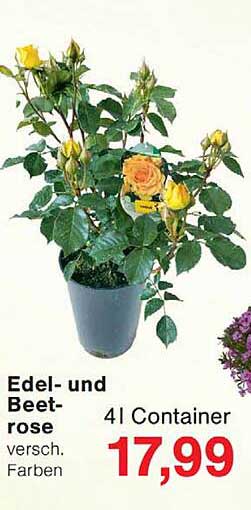 Edel- und Beet- rose