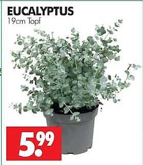 EUCALYPTUS 19cm Topf