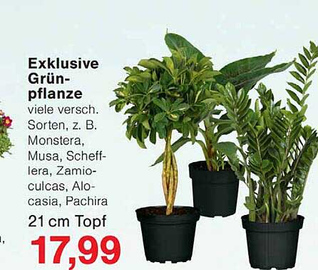 Exklusive Grünpflanze