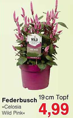 Federbusch 19cm Topf »Celosia Wild Pink«