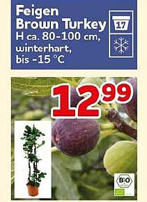 Feigen Brown Turkey H ca. 80-100 cm, winterhart, bis -15 °C