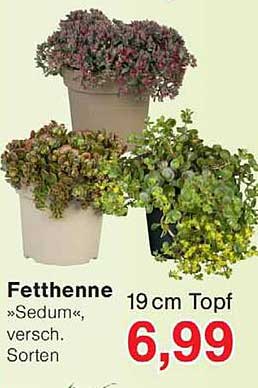 Fetthenne