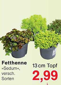 Fetthenne »Sedum«, versch. Sorten 13 cm Topf