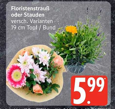 Floristenstrauß oder Stauden versch. Varianten 19 cm Topf / Bund