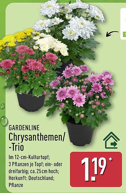 GARDENLINE Chrysanthemen/-Trio