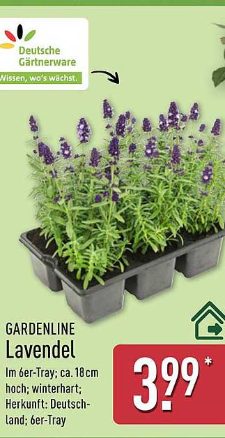 GARDENLINE Lavendel