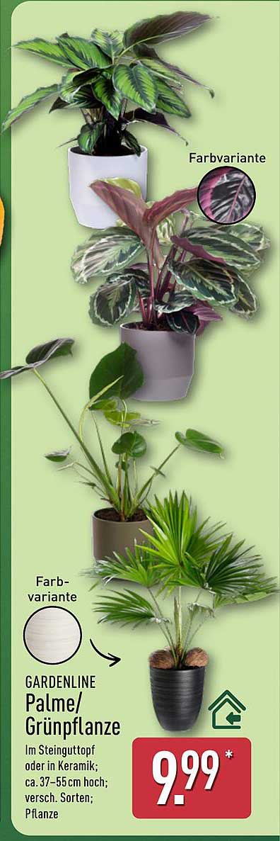 GARDENLINE Palme/Grünpflanze