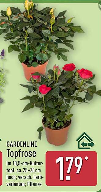 GARDENLINE Topfrose