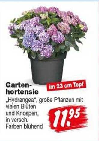 Gartenhortensie „Hydrangea“, große Pflanzen mit vielen Blüten und Knospen, in versch. Farben blühend, im 23 cm Topf