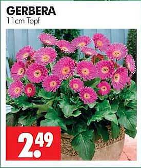 GERBERA 11 cm Topf