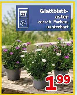 Glattblatt-aster versch. Farben, winterhart