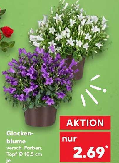Glocken-blume versch. Farben, Topf Ø 10,5 cm je
