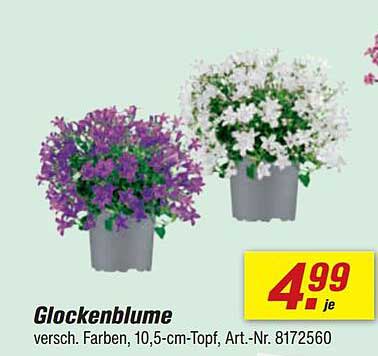 Glockenblume