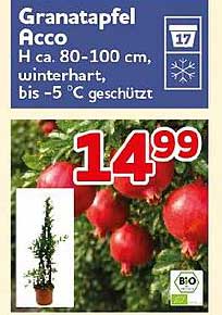 Granatapfel Hcco H ca. 80-100 cm, winterhart, bis -5 °C geschützt