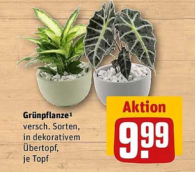 Grünpflanze¹ versch. Sorten, in dekorativem Übertopf, je Topf