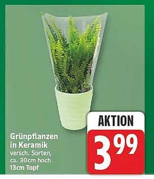 Grünpflanzen in Keramik