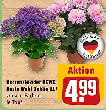 Hortensie oder REWE Beste Wahl Dahlie XL versch. Farben, je Topf