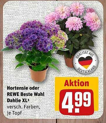 Hortensie oder REWE Beste Wahl Dahlie XL4 versch. Farben, je Topf