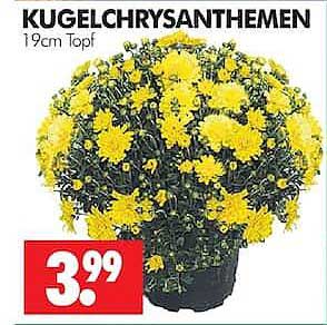 KUGELCHRYSANTHEMEN 19cm Topf