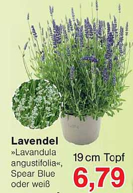 Lavendel
