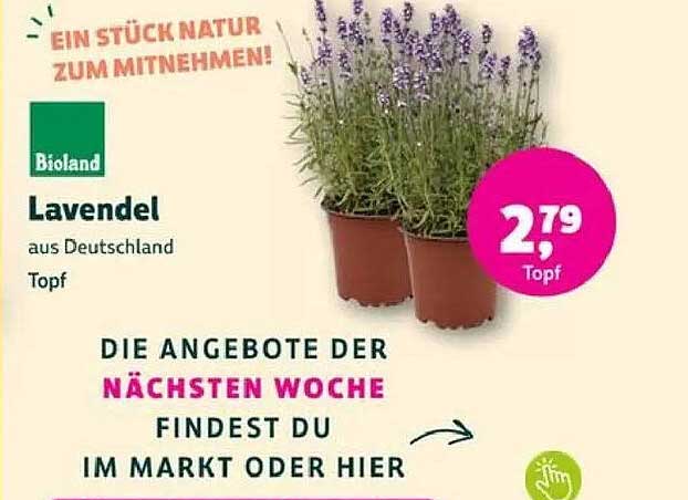 Lavendel aus Deutschland Topf