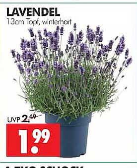 LAVENDEL