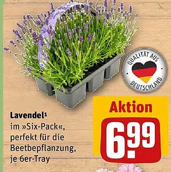 Lavendel im «Six-Pack«, perfekt für die Beetbepflanzung, je 6er-Tray