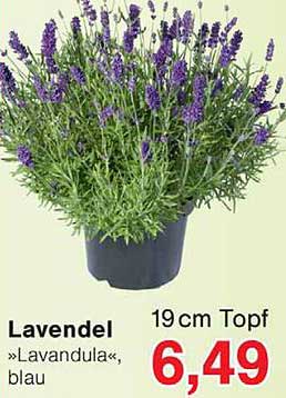 Lavendel »Lavandula«, blau