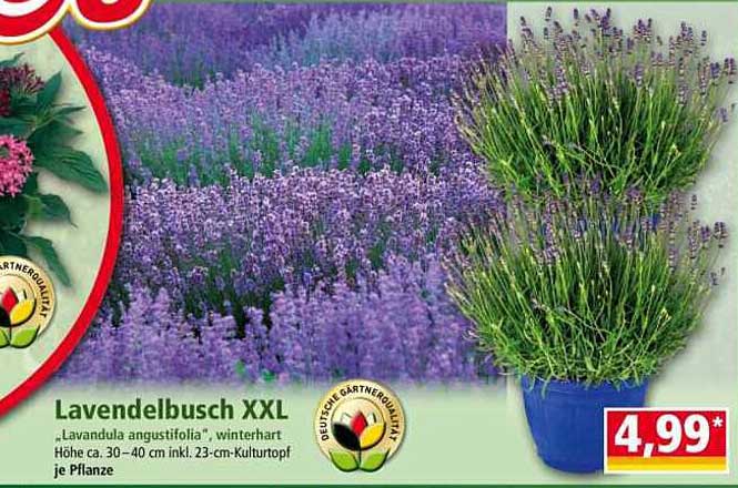Lavendelbusch XXL