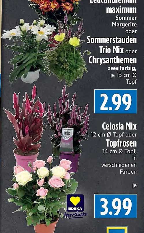Leucanthemum maximum Sommer Margerite oder Sommerstauden Trio Mix oder Chrysanthemen zweifarbig, je 13 cm Ø Topf