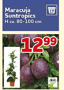 Maracuja Suntropics H ca. 80-100 cm