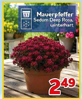 Mauerpfeffer Sedum Deep Rosa, winterhart