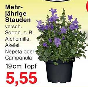 Mehrjährige Stauden