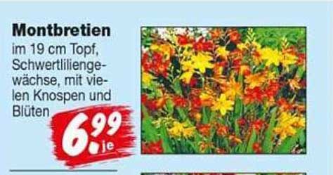 Montbretien im 19 cm Topf, Schwertliliengewächse, mit vielen Knospen und Blüten