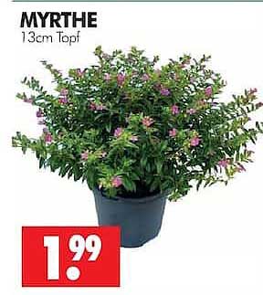 MYRTHE 13cm Topf